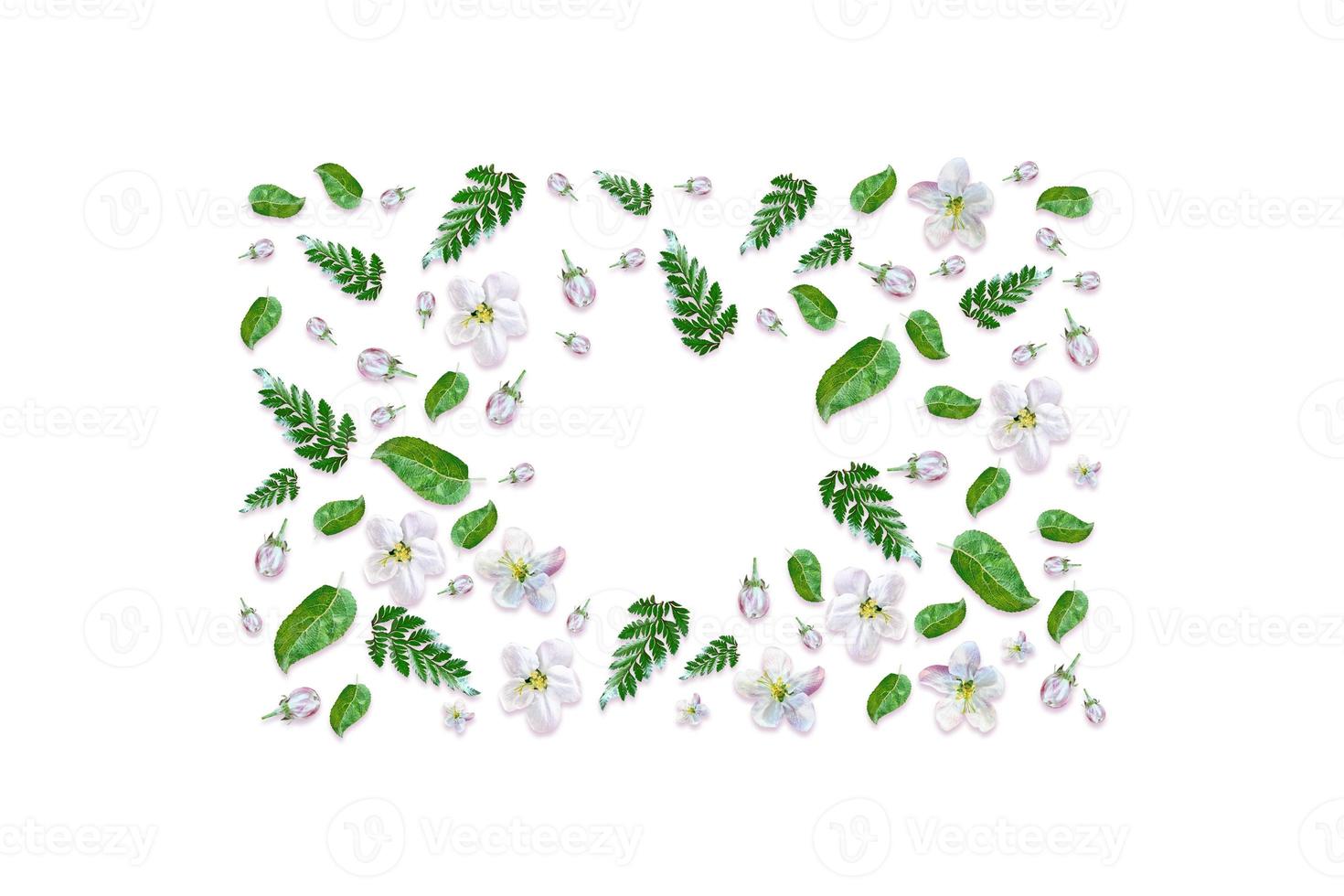 Flowering branch of apple isolated on a white background. Spring Flower. photo