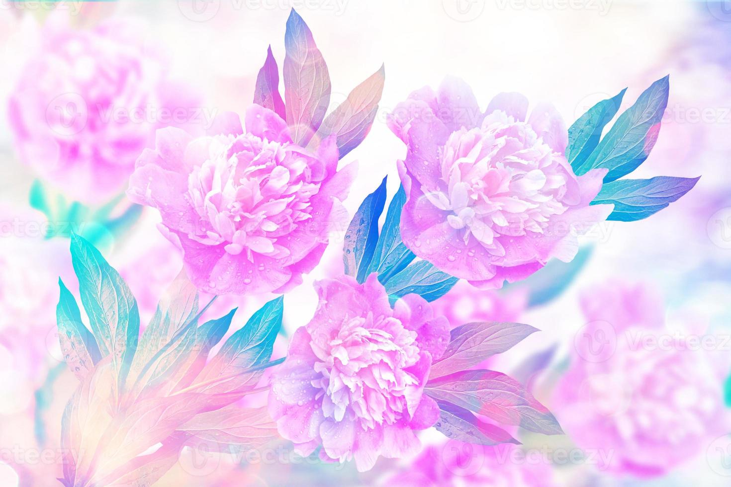 Bright colorful flowers peonies photo