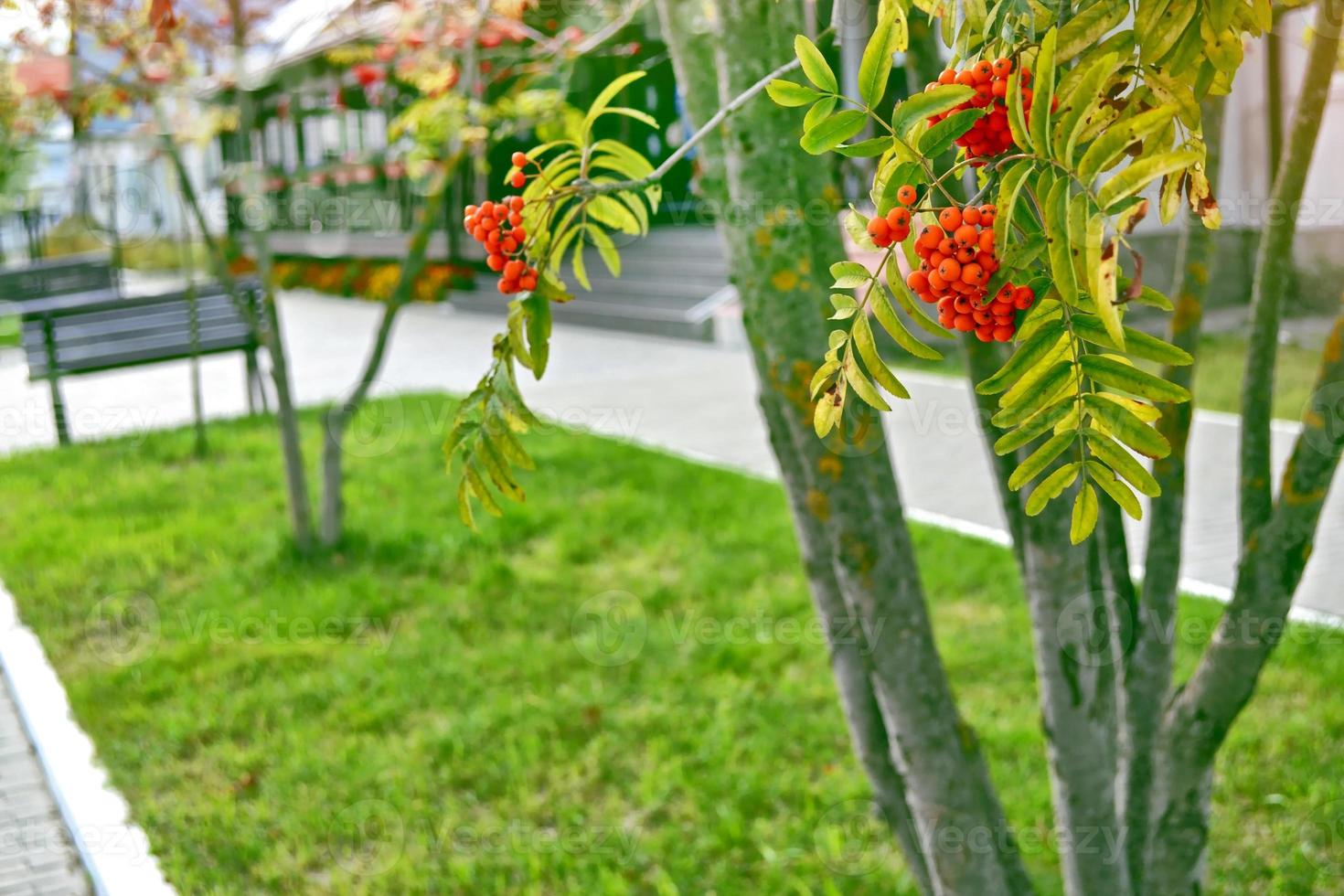Bunches of colorful berries of mountain ash on a background of the autumn landscape photo