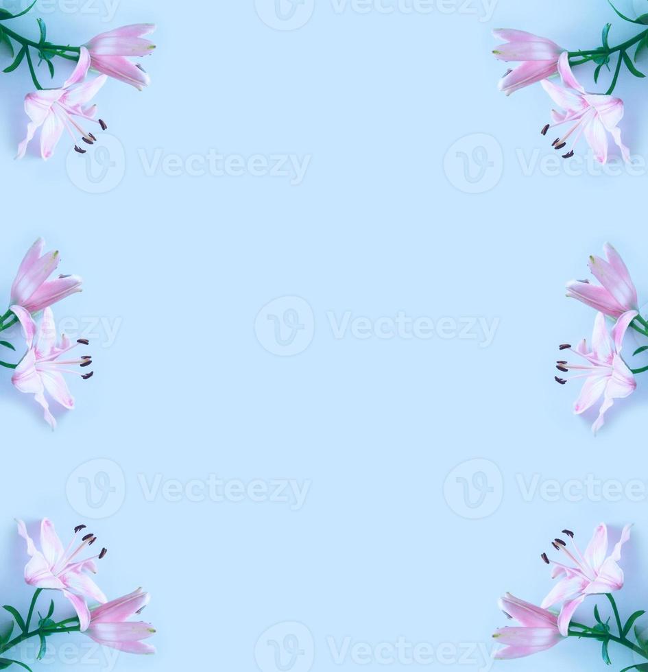 Bright colorful lily flowers. Floral background. photo