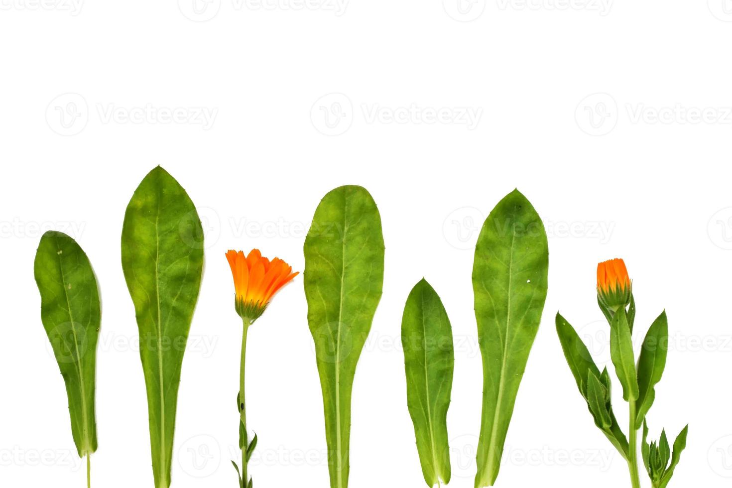 Bright marigold flowers photo