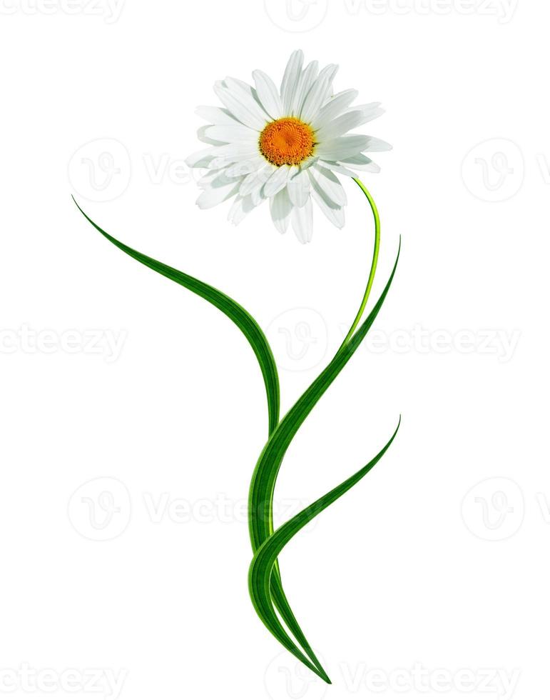 daisies summer white flower isolated on white background photo