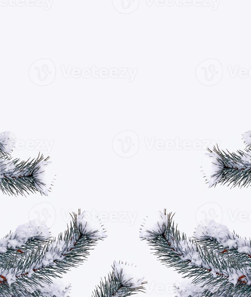 forest in the frost. Winter landscape. Snow covered trees. photo