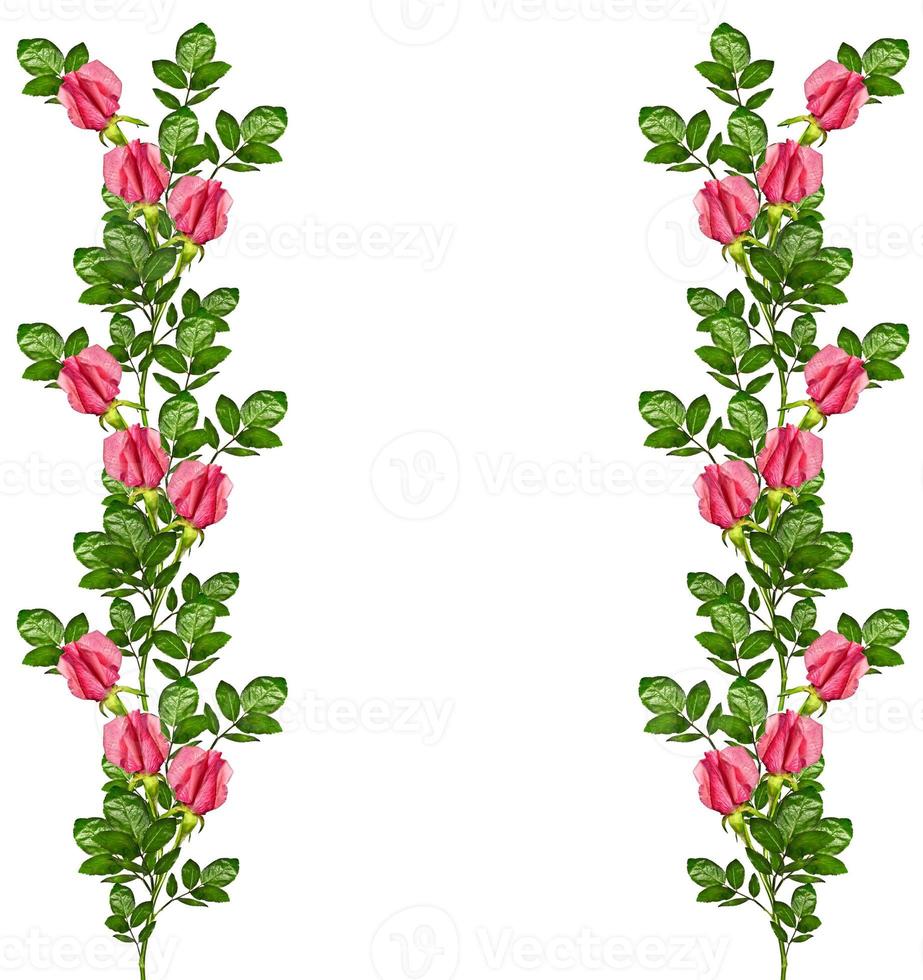 flower buds of roses isolated on white background photo