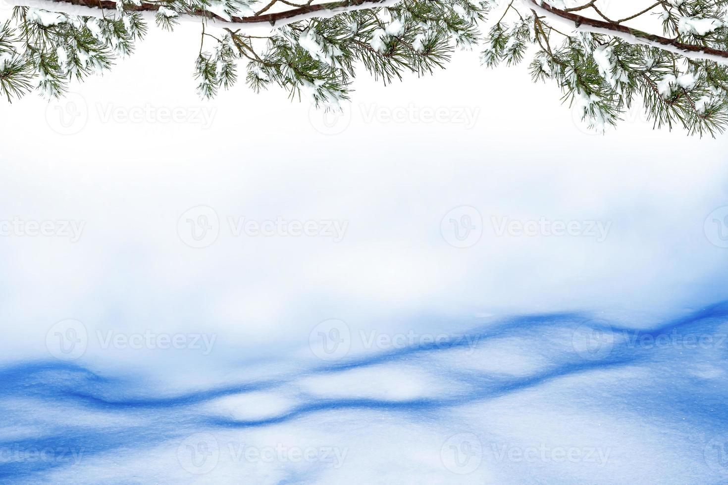 Frozen winter forest with snow covered trees. photo