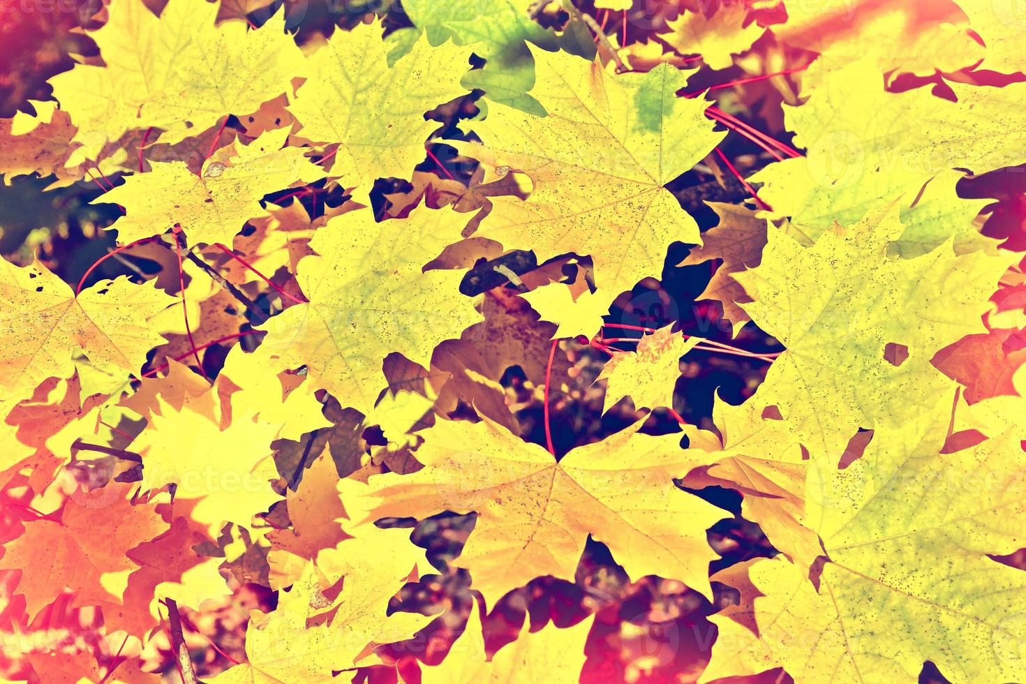 Autumn landscape. Beautiful  leaves. Colorful trees photo