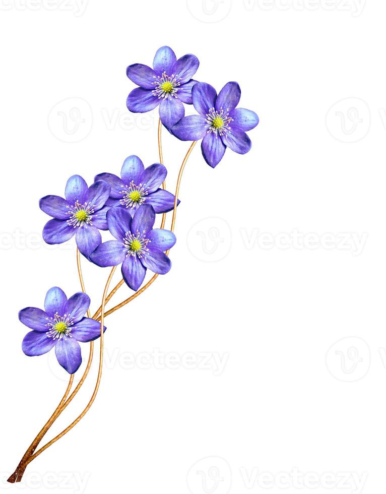spring flowers snowdrops isolated on white background photo
