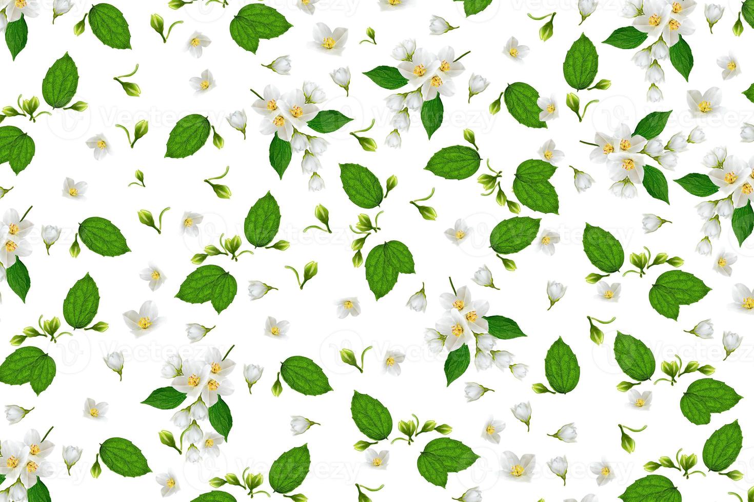 branch of jasmine flowers isolated on white background photo