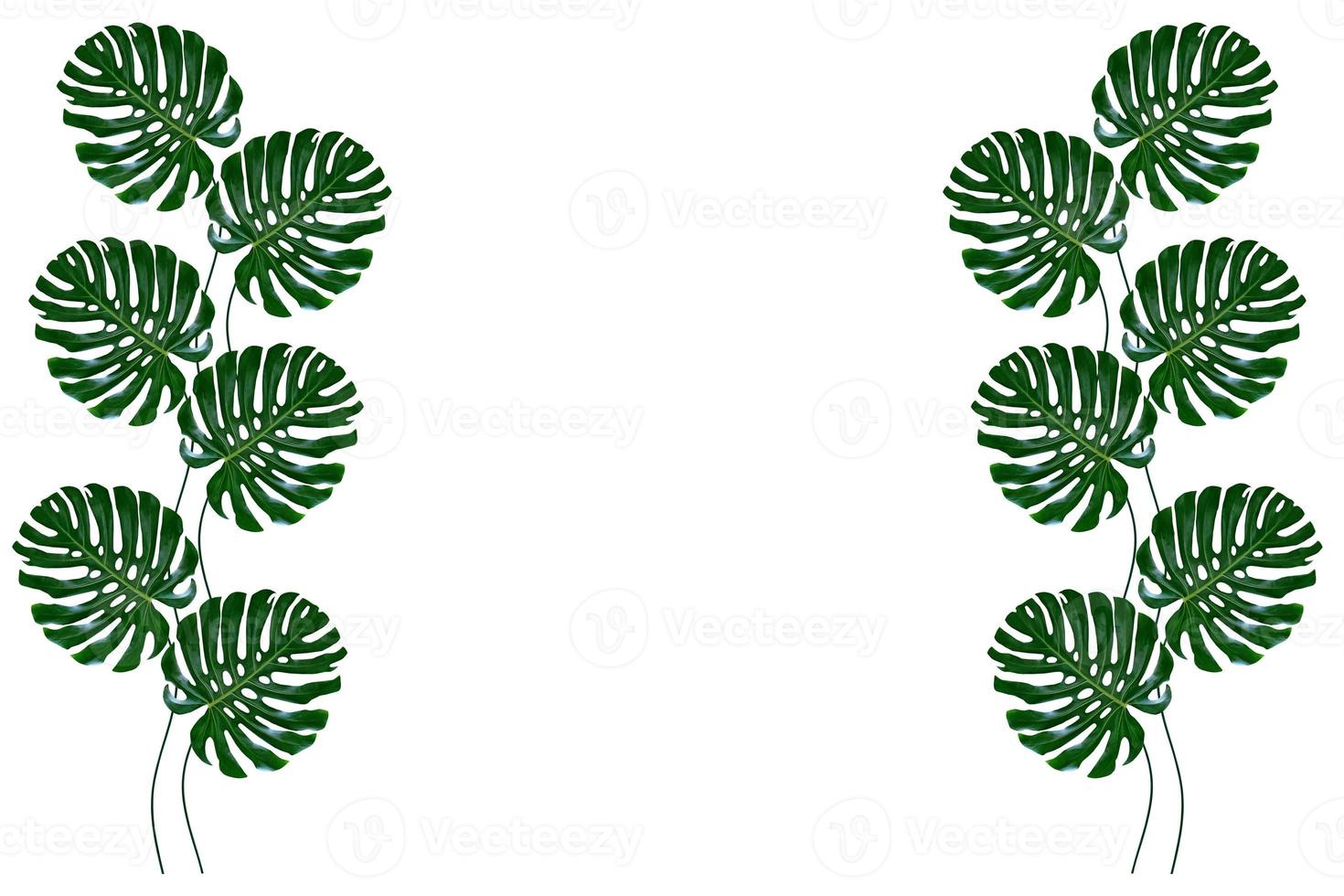 Floral background of green leaves of monsters and ferns photo