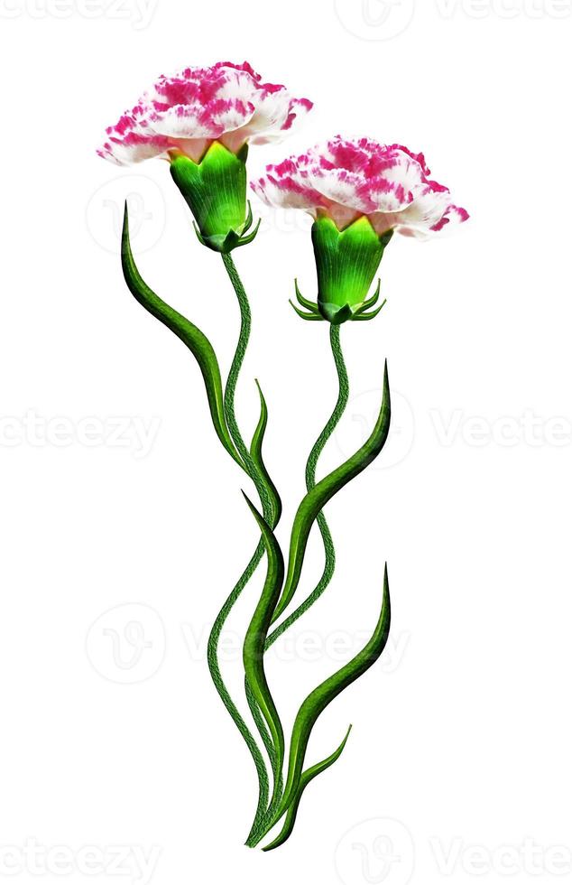 carnation flowers isolated on white background photo