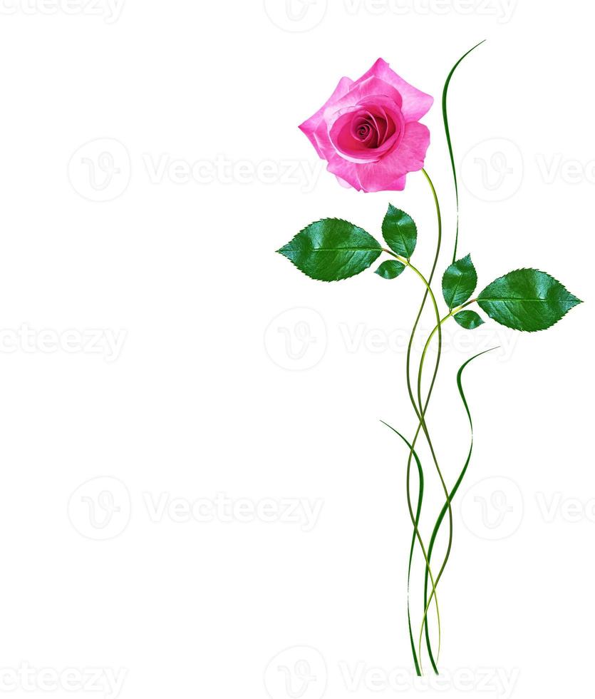 Flower bud roses on a white background photo