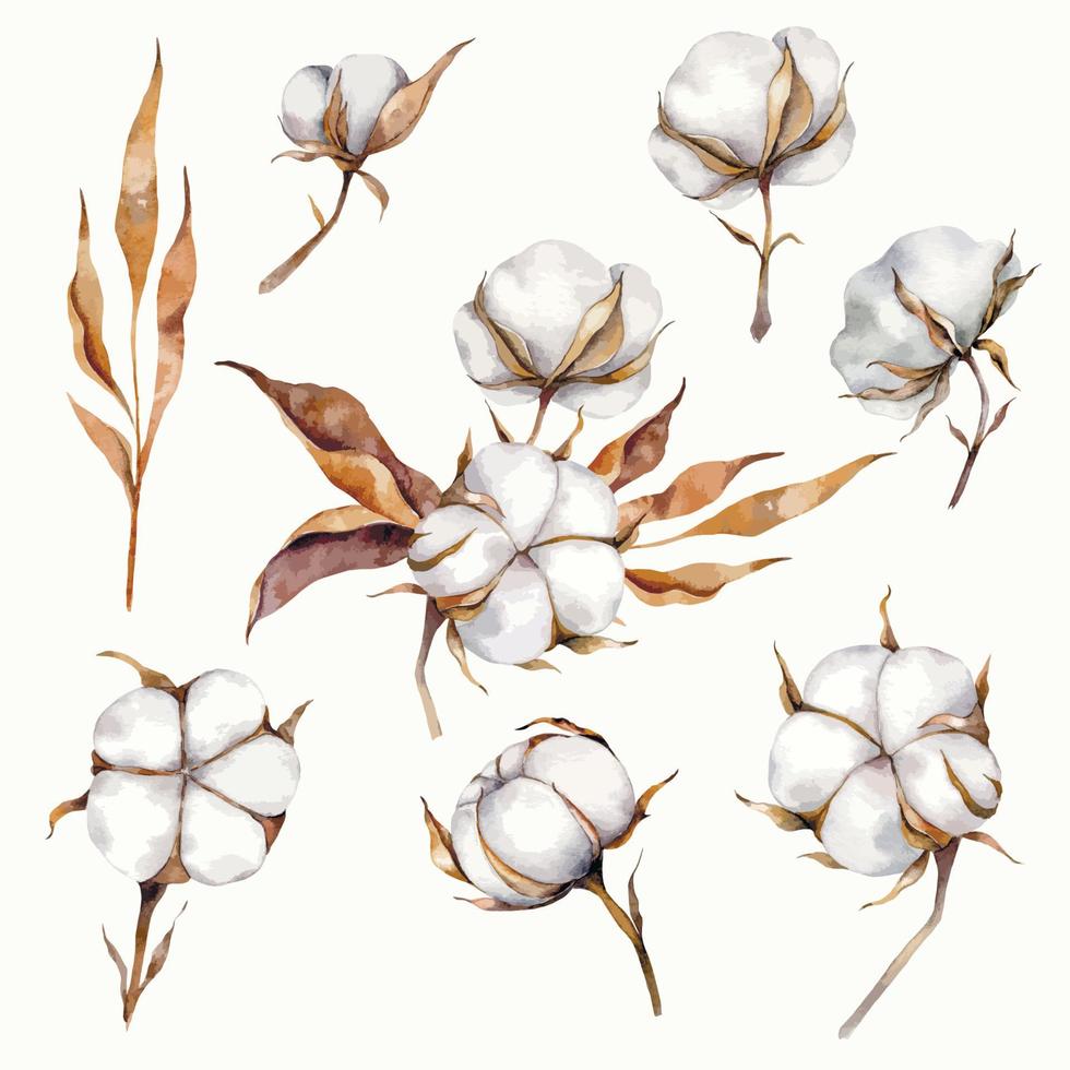 Watercolor rustic cotton flowers, Cotton plant boll realistic set vector