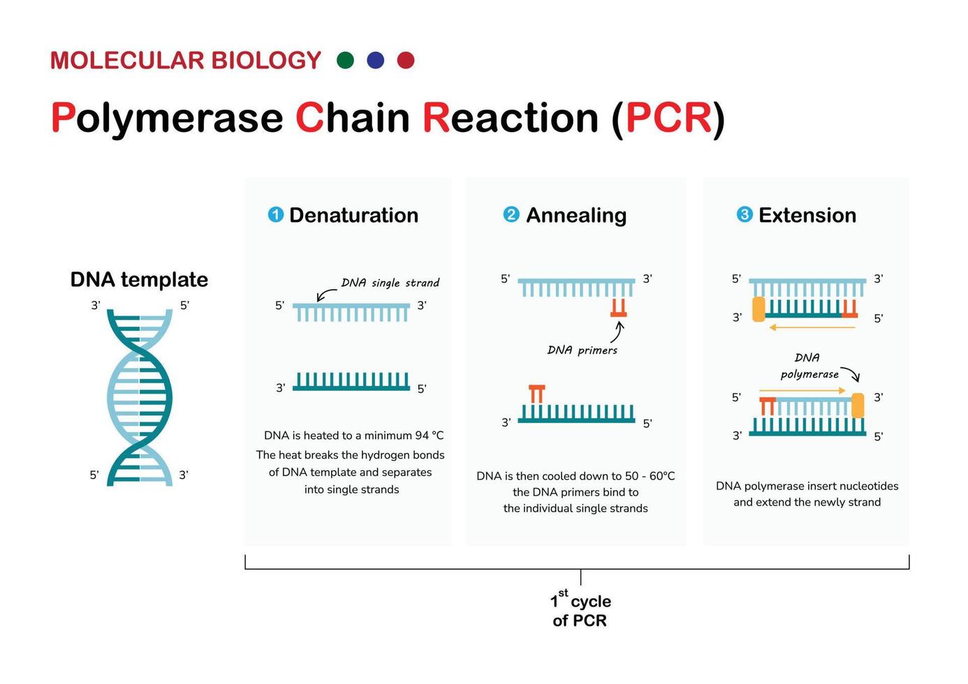 biología molecular presente principio y proceso de reacción en cadena de polimerasa o técnica pcr para amplificación de adn vector