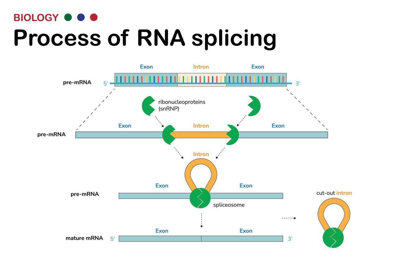 diagrama biológico presente proceso de empalme de rna para eliminar intrón, región no codificante, fuera de mrna después del proceso de transcripción de adn vector