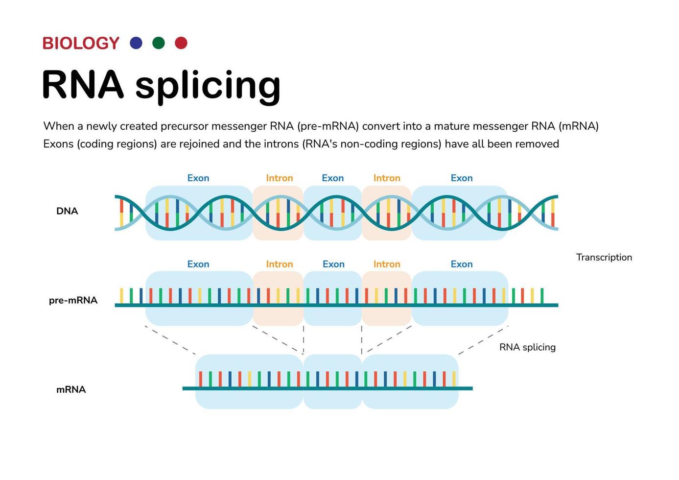 Diagram showing the biological process of RNA splicing to remove intron after transcription and produce mRNA vector