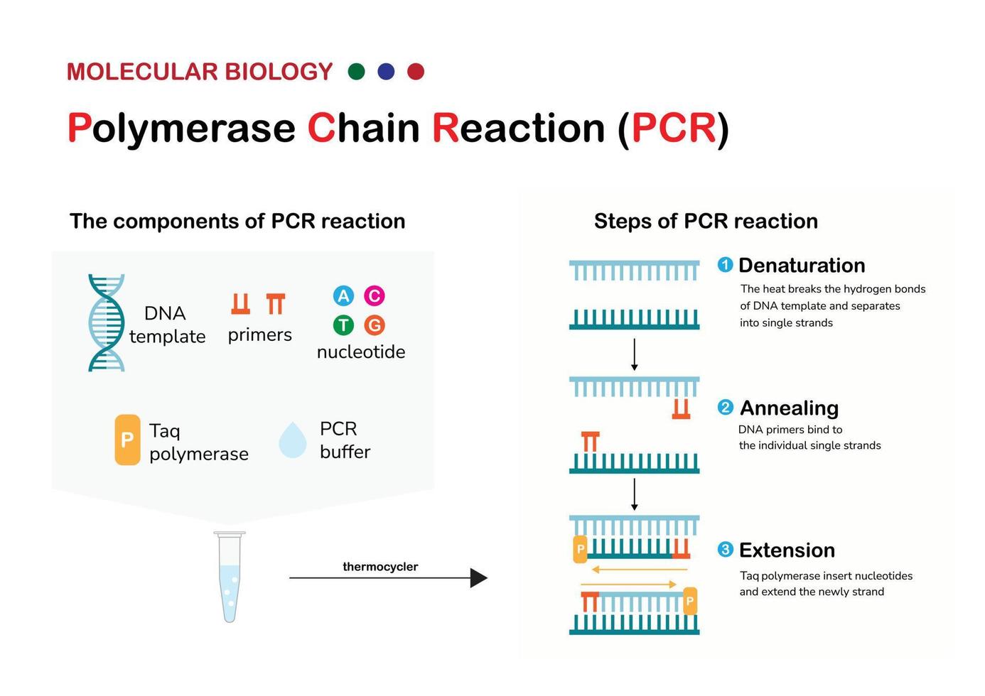 Molecular biology present component principle and process of polymerase chain reaction  or PCR technique for DNA amplification vector