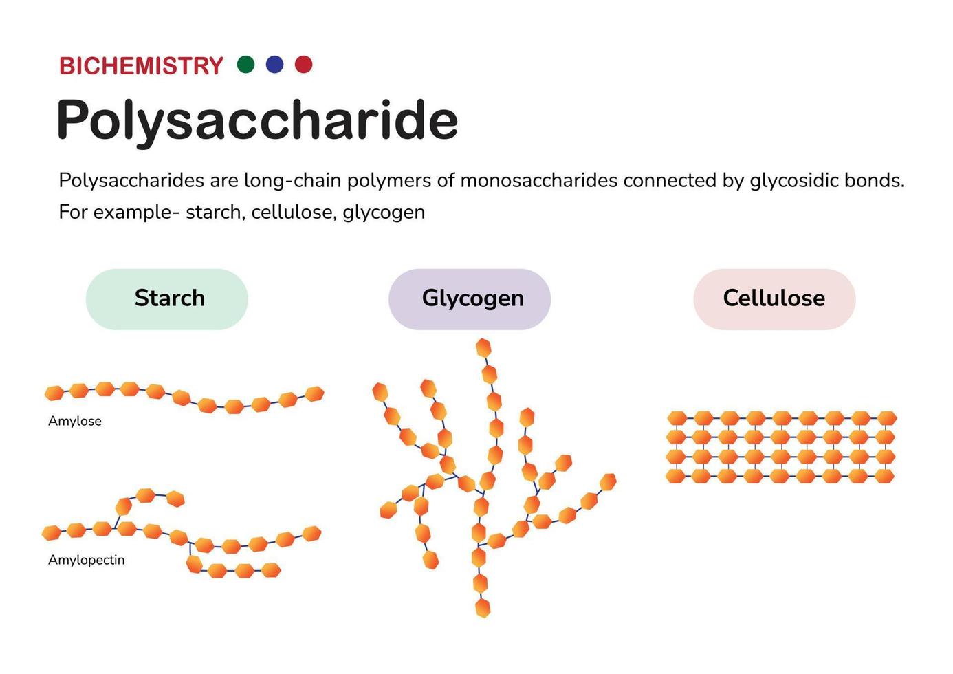 Biochemistry diagram present structure of polysaccharide such as starch amylose and amylopectin, glycogen, and cellulose, formed from monosaccharide sugar vector