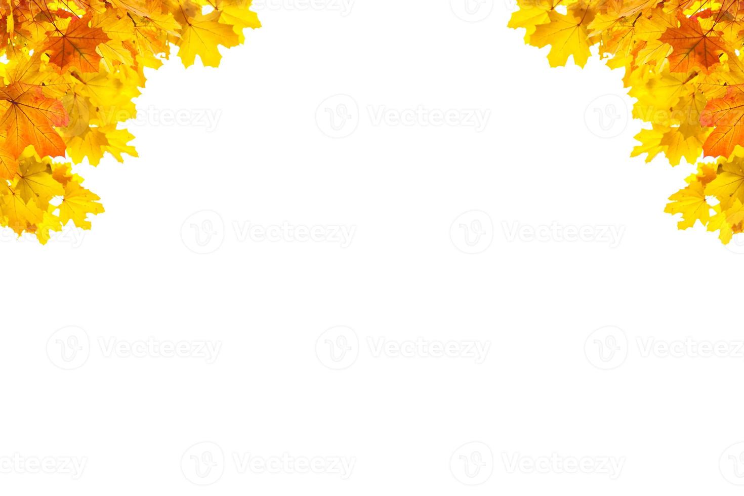 Bright colorful autumn leaves photo