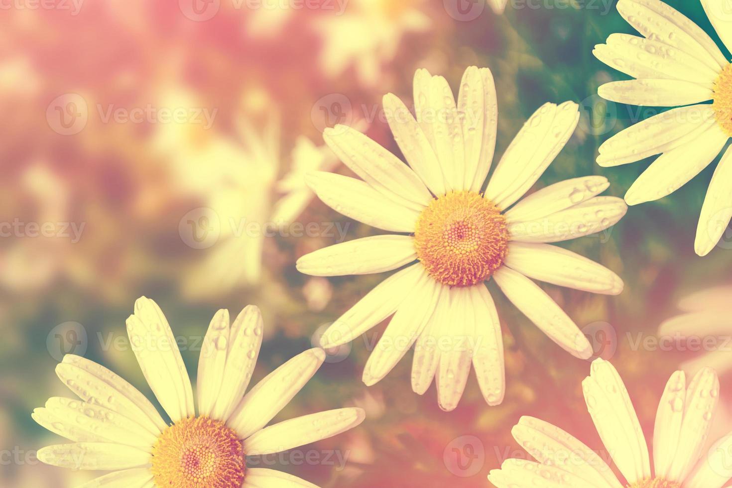 White bright daisy flowers on a background of the summer landscape. photo