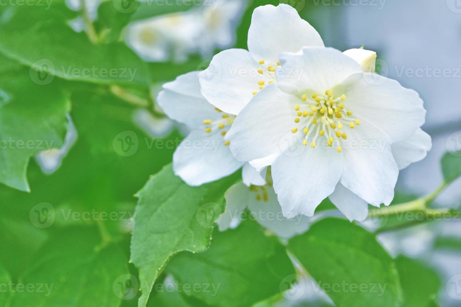 jazmín blanco la rama delicadas flores de primavera foto