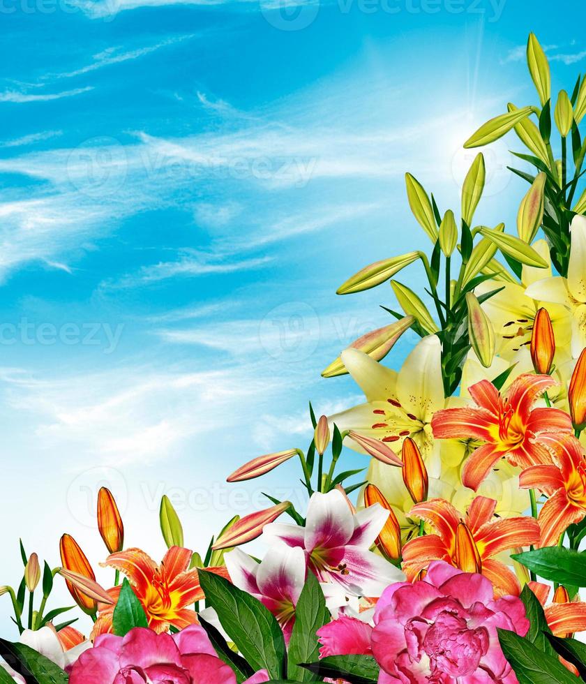 lily flowers on a background of blue sky with clouds photo
