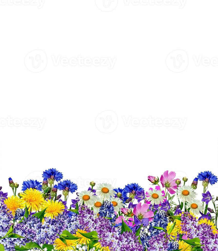 flowers isolated on white background photo