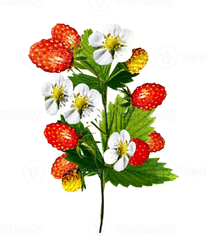 Branch strawberry on a white background photo