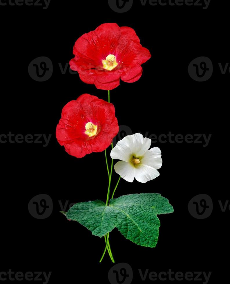 mallow flowers isolated on black  background photo