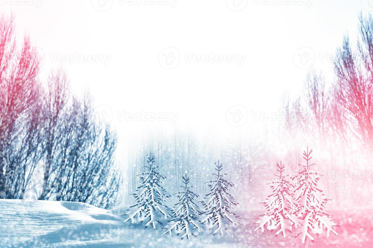 Frozen winter forest with snow covered trees. photo