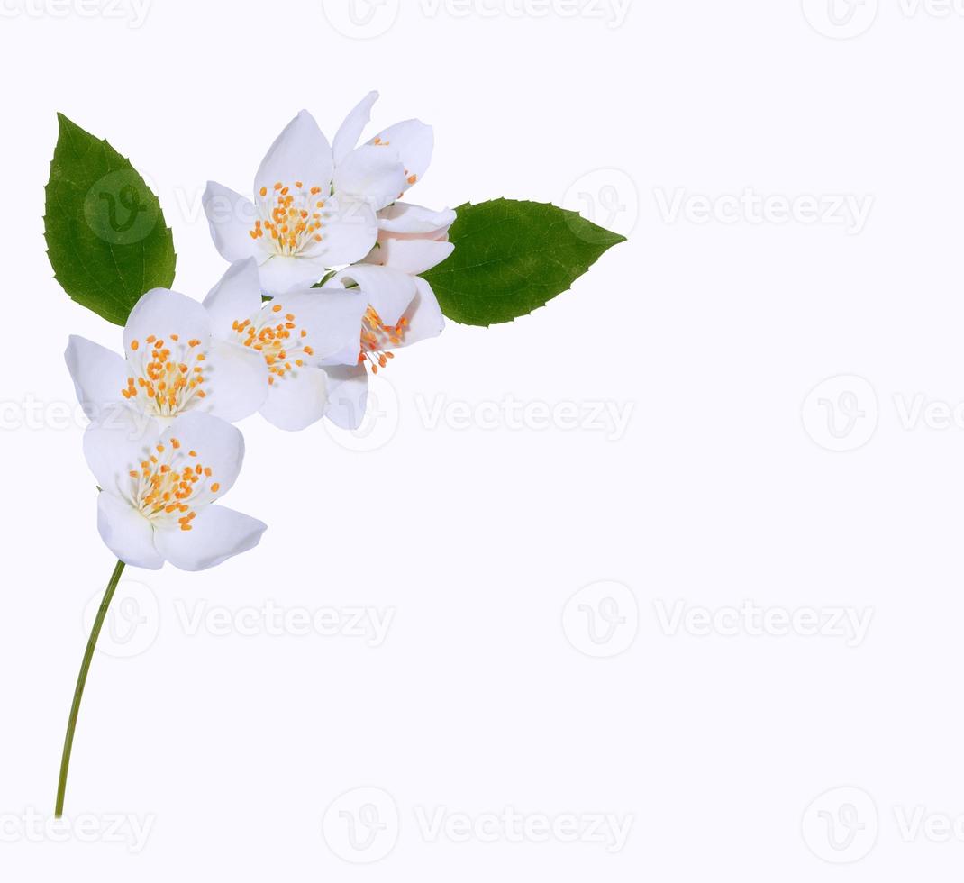 branch of jasmine flowers isolated on white background. photo