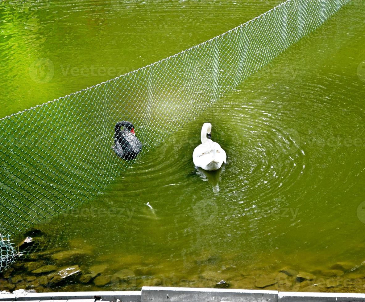 White and black swan swimming in the park of the city of Gomel photo