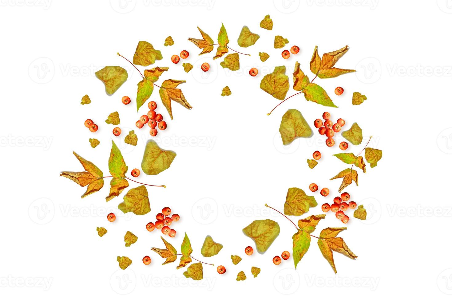 autumn leaves isolated on white background. photo