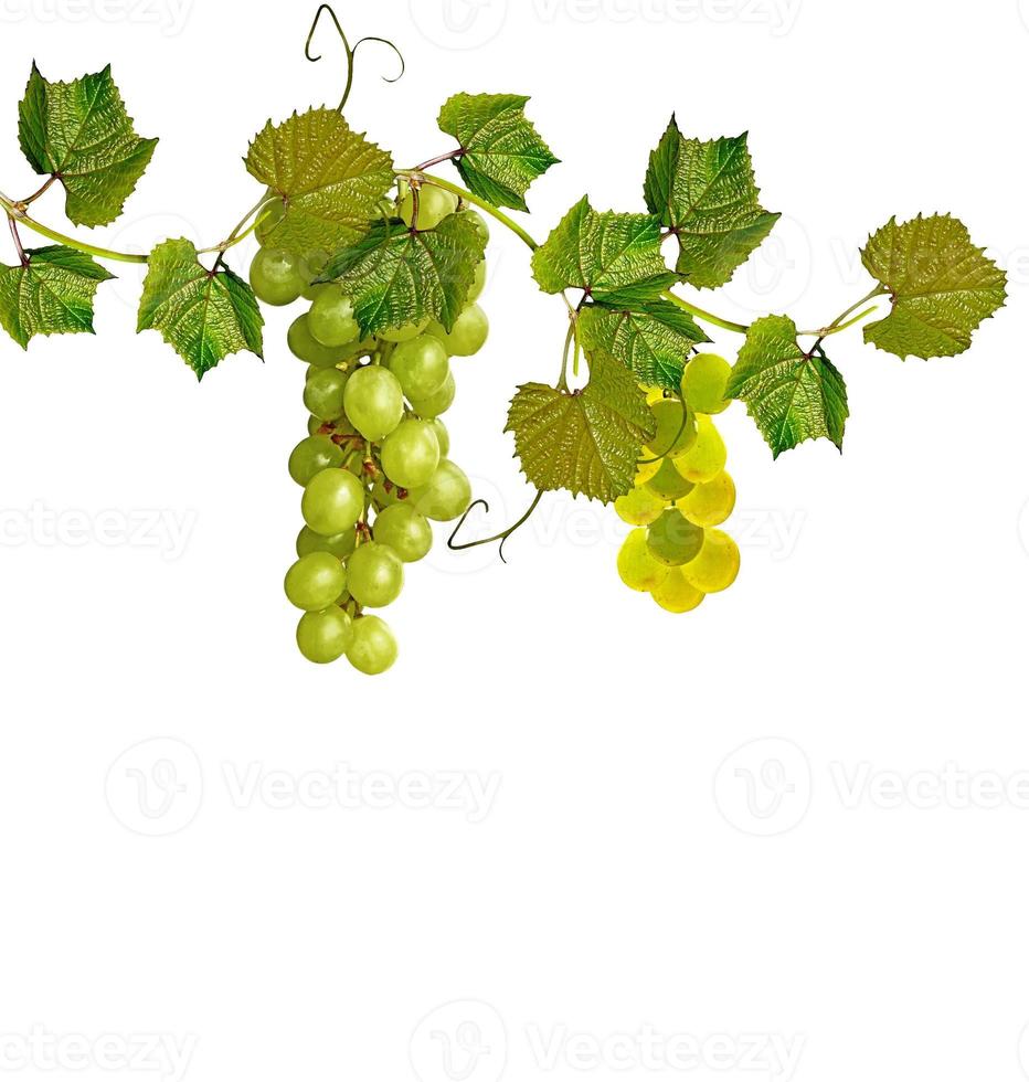 The branch of grapes isolated on white background. photo