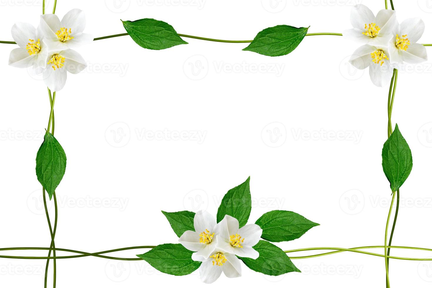 branch of jasmine flowers isolated on white background. spring photo