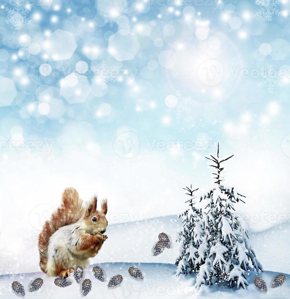 The squirrel in the winter woods. New Year card. photo