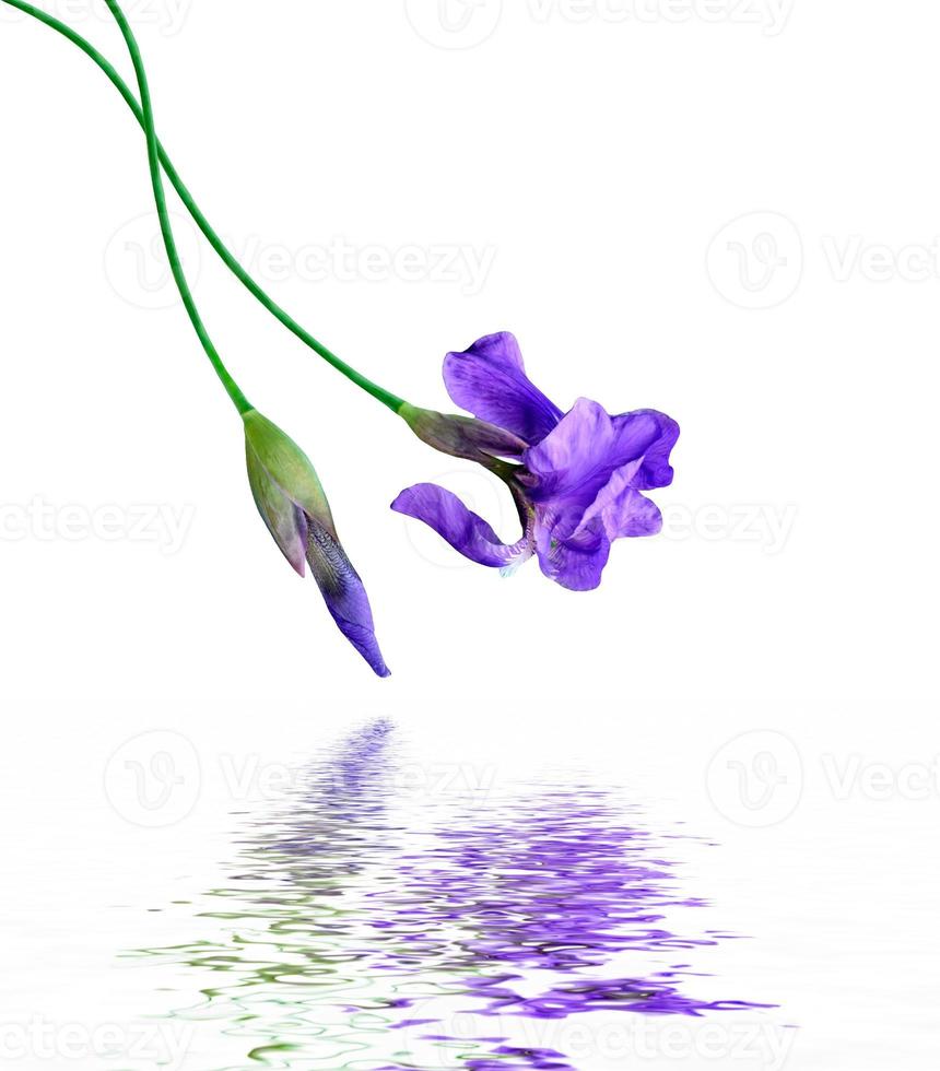 spring flowers  iris isolated on white background. beautiful flowers photo
