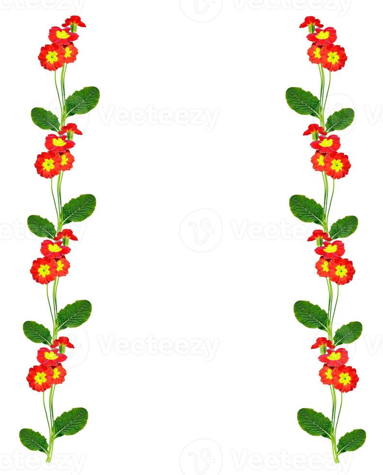 spring flowers primula isolated on white background. photo