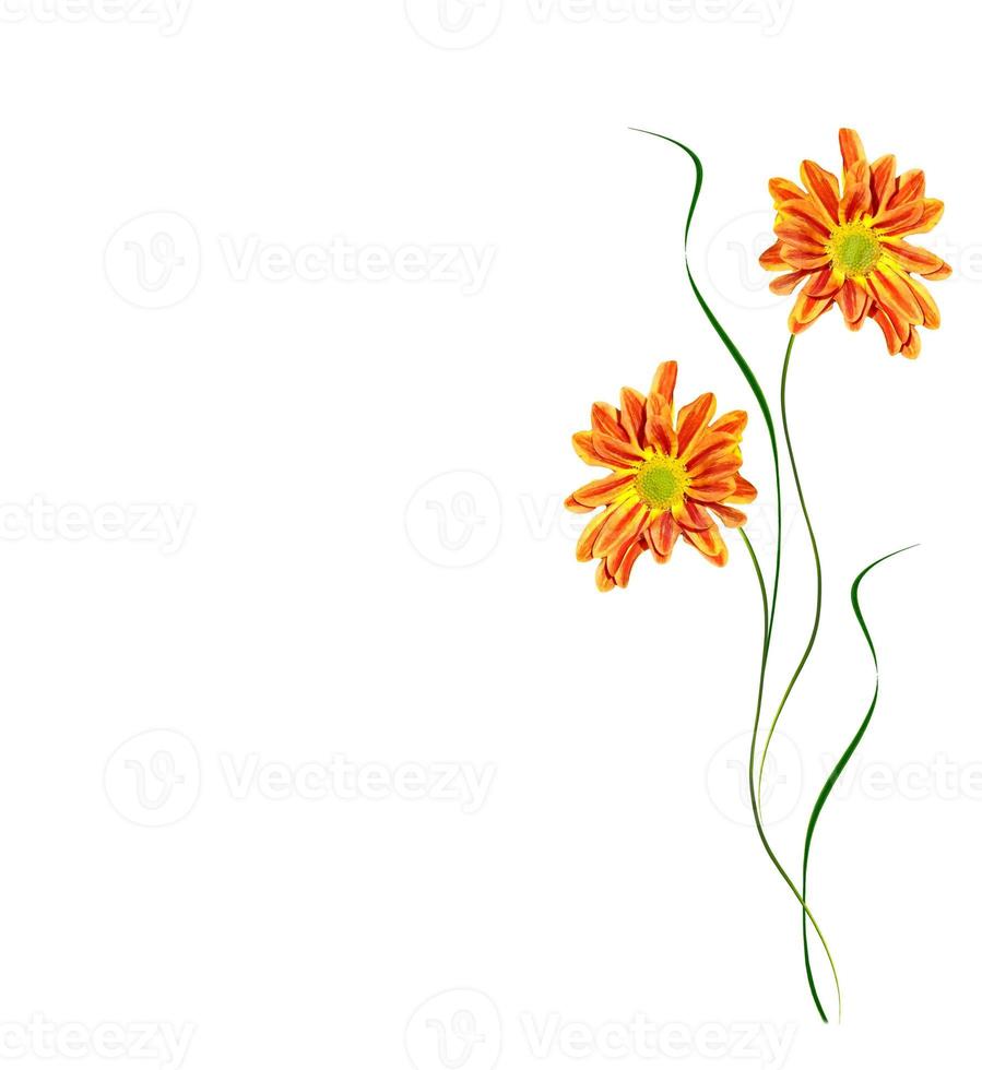 Flowers isolated on white background. photo