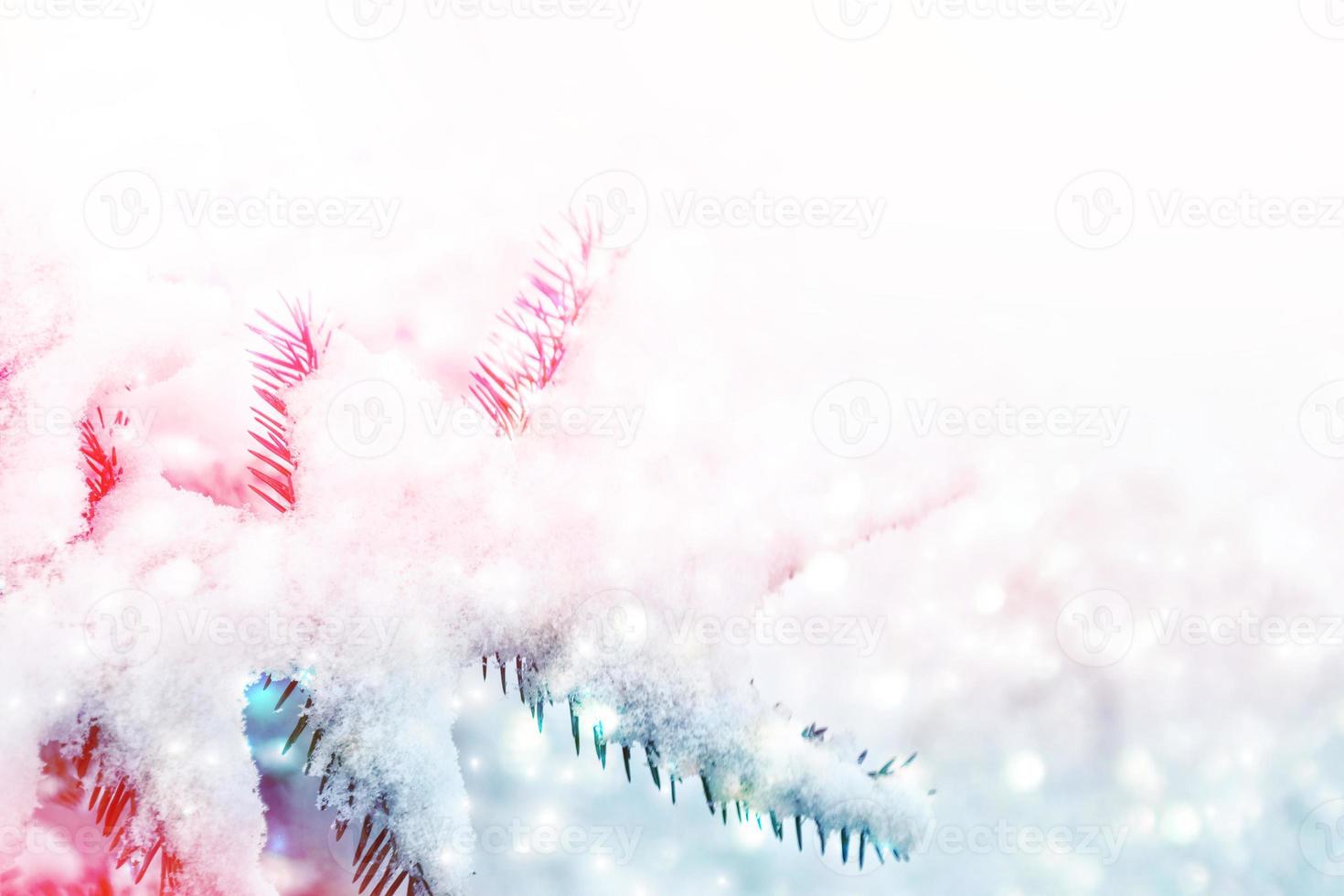 Frozen winter forest with snow covered trees. photo
