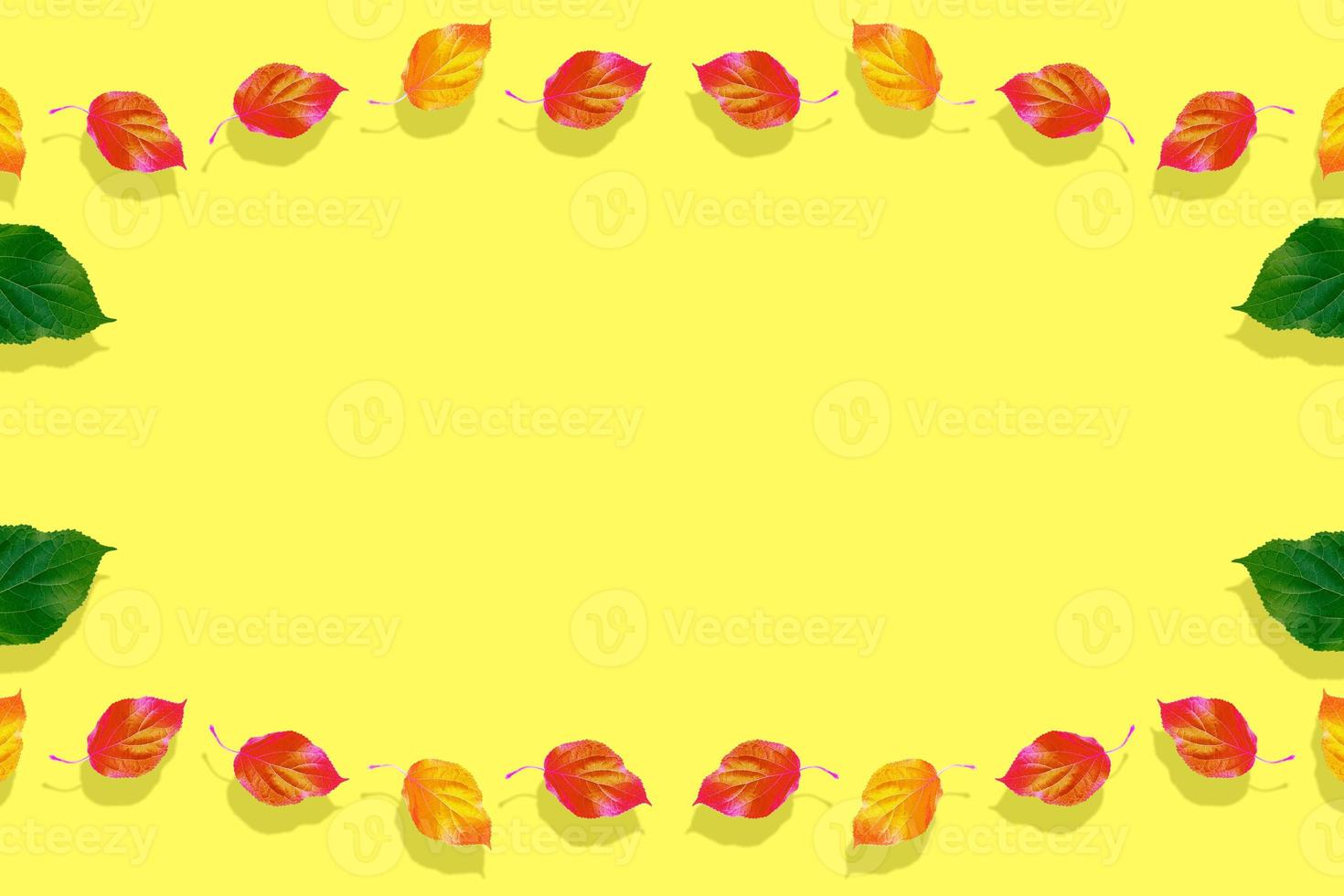 Bright colorful autumn leaves photo