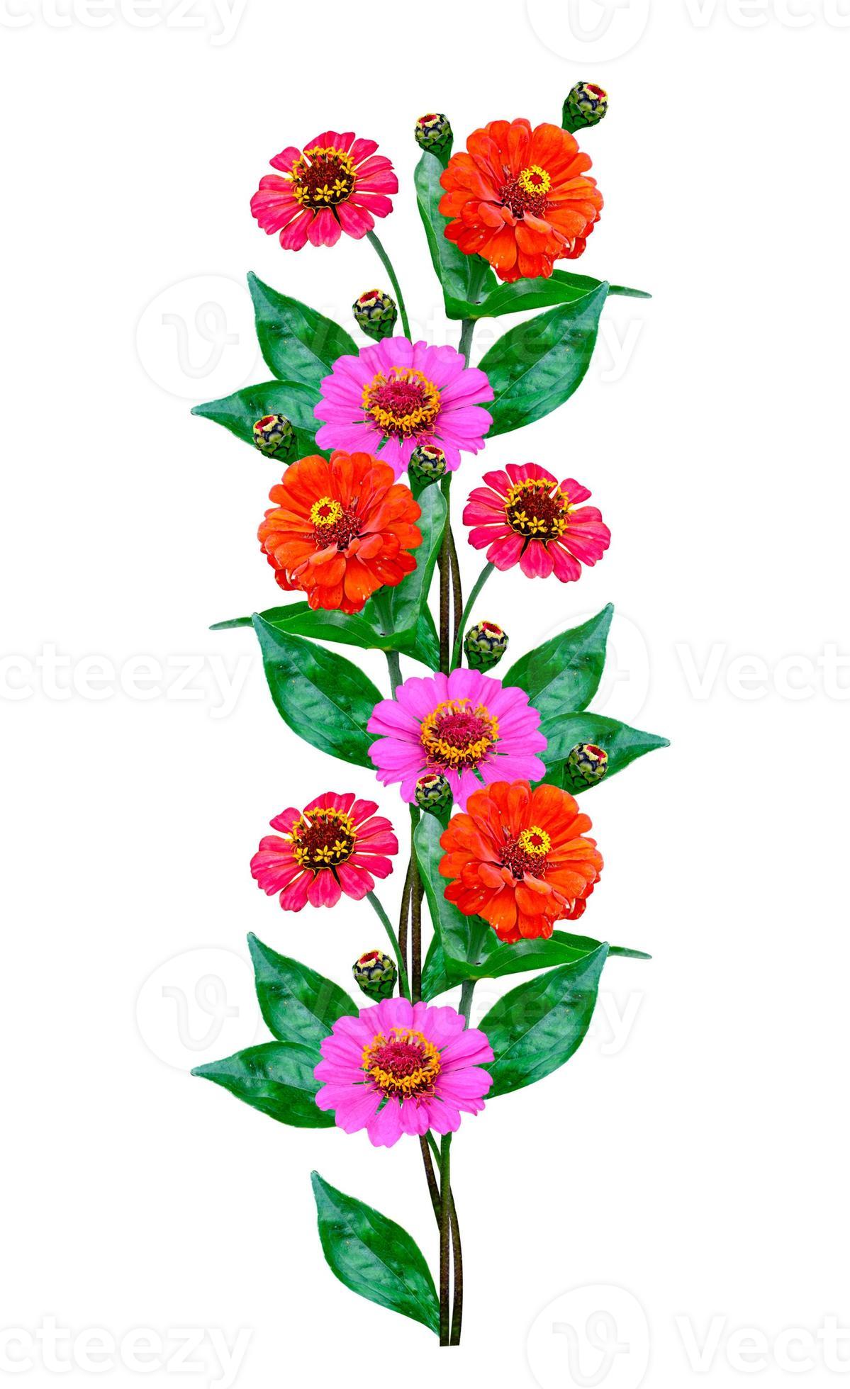 Zinnia flowers isolated on white background 9891406 Stock Photo at Vecteezy