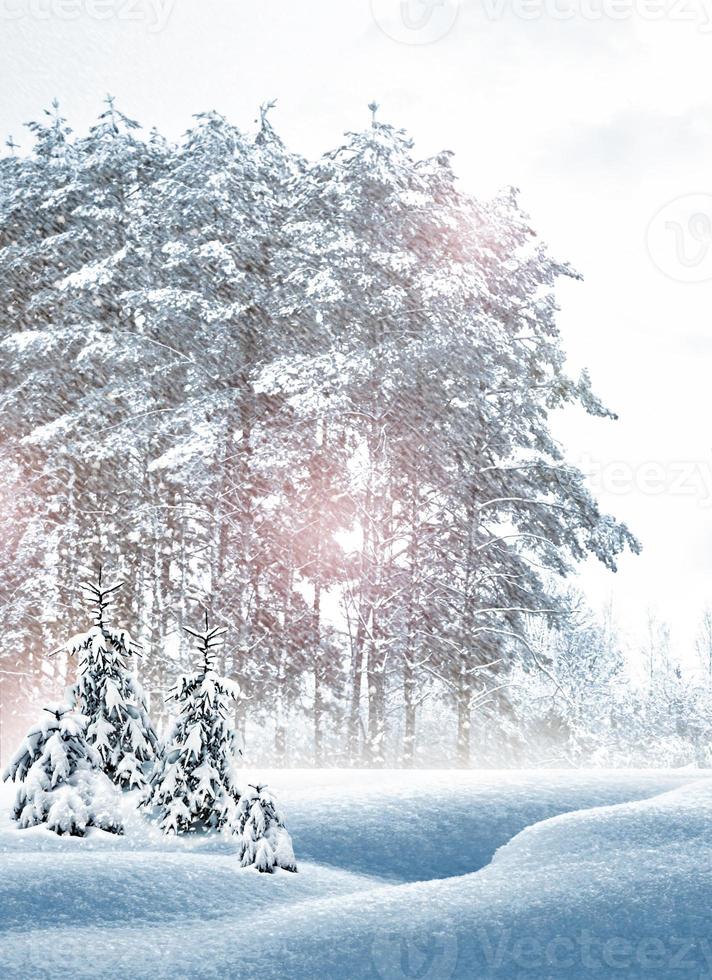 Winter Forest. Winter landscape. photo