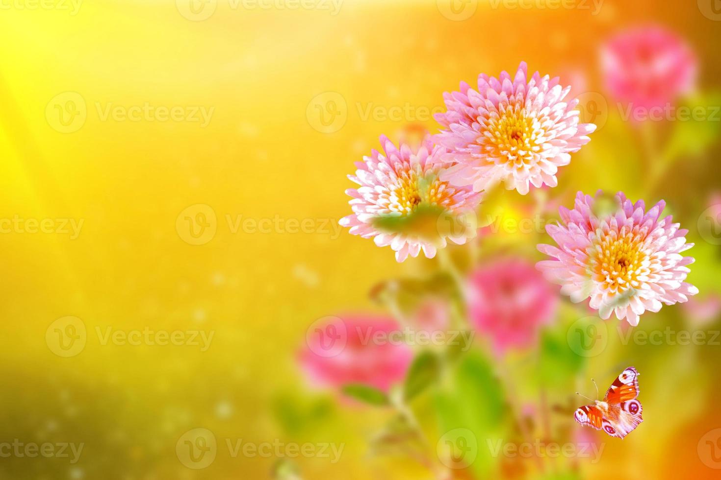 Colorful chrysanthemum flowers on a background of the autumn landscape photo