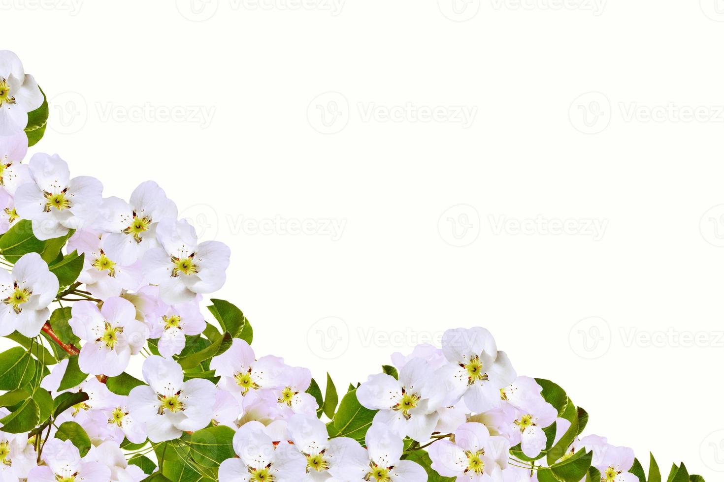 Flowering branch of pear isolated on a white background. photo
