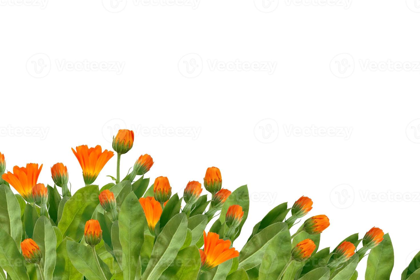 Bright marigold flowers isolated on white background. photo