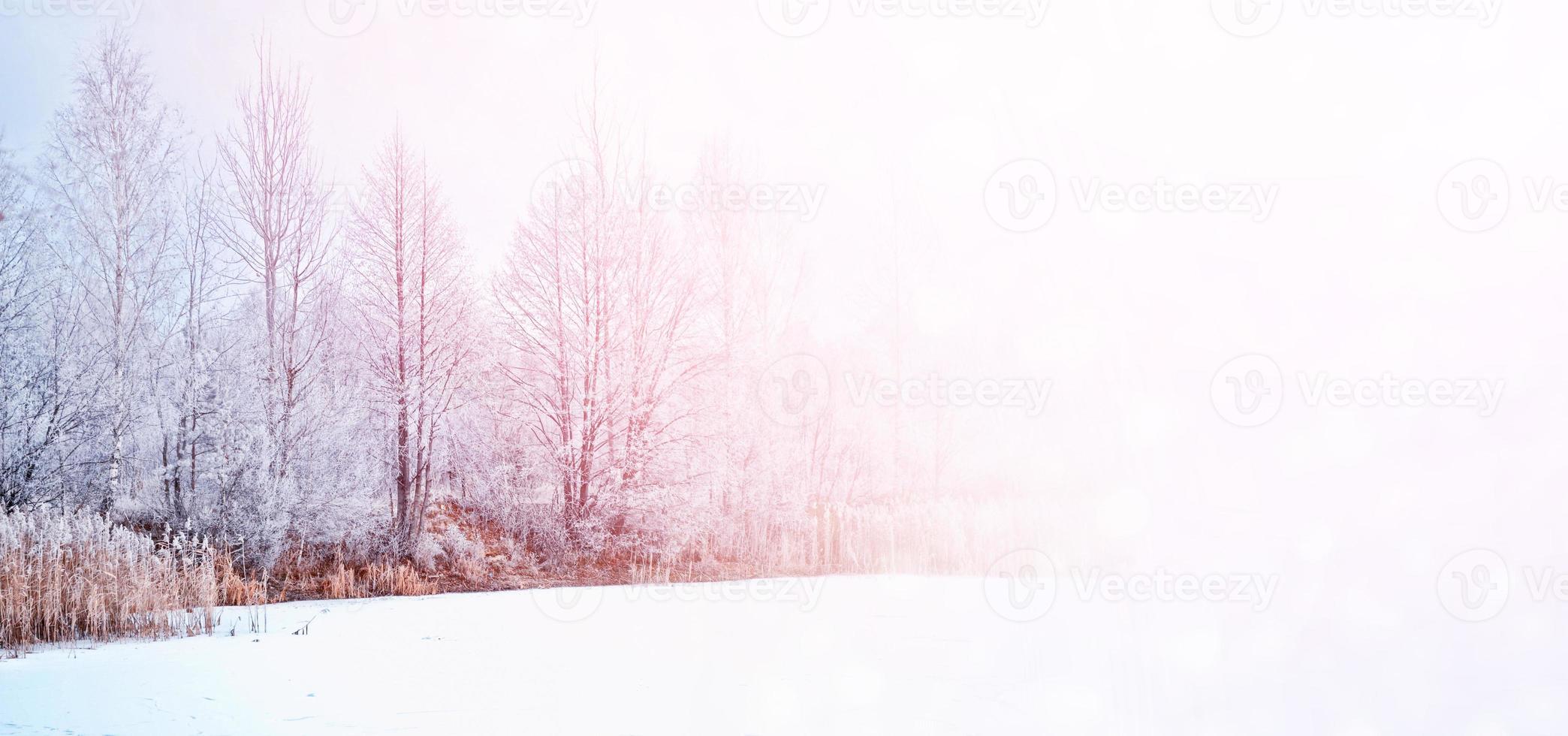 Blur. Frozen winter forest with snow covered trees. photo