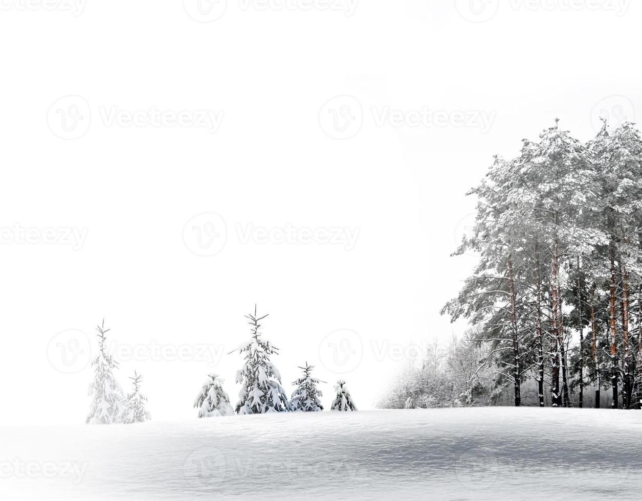 Winter Forest. Winter landscape. photo