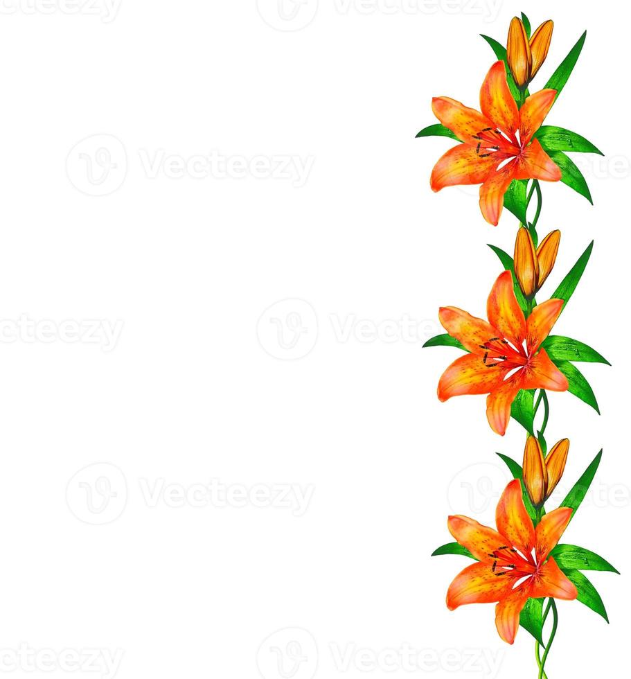 Flower lily isolated on white background. photo