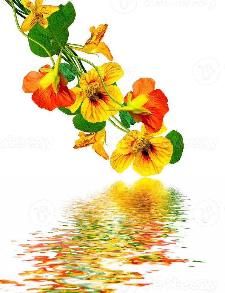 nasturtium flowers isolated on white background photo