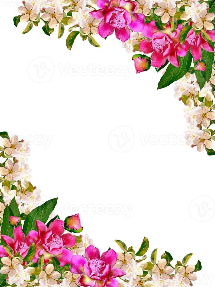 Flowering branch of apple isolated on a white background. Spring photo